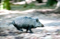 wildschwein230509-3