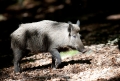 wildschwein230509-4