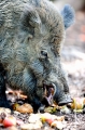 wildschwein250509-1