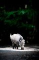 wildschwein250509-2