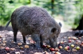 wildschwein250509-4