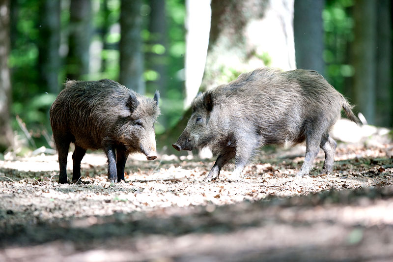 wildschwein230509-2.jpg