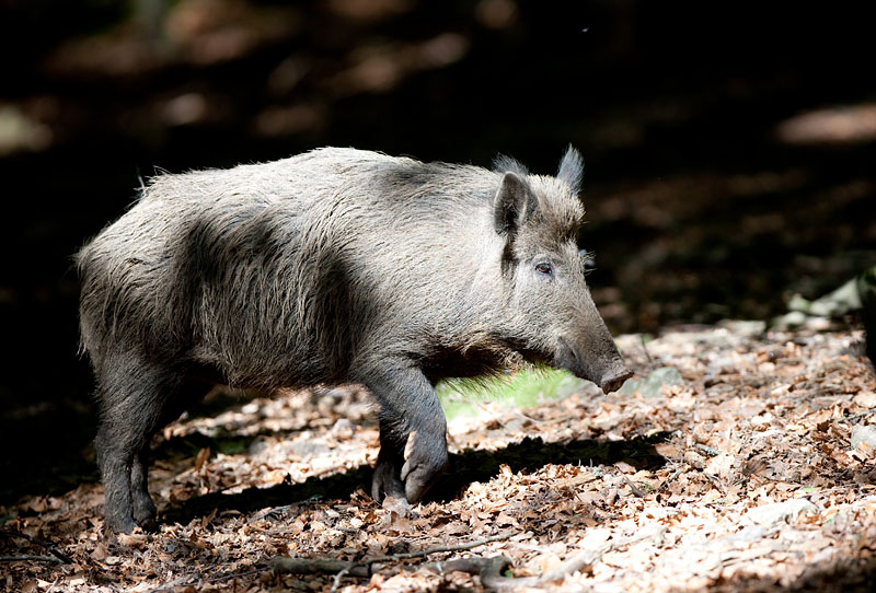 wildschwein230509-4.jpg