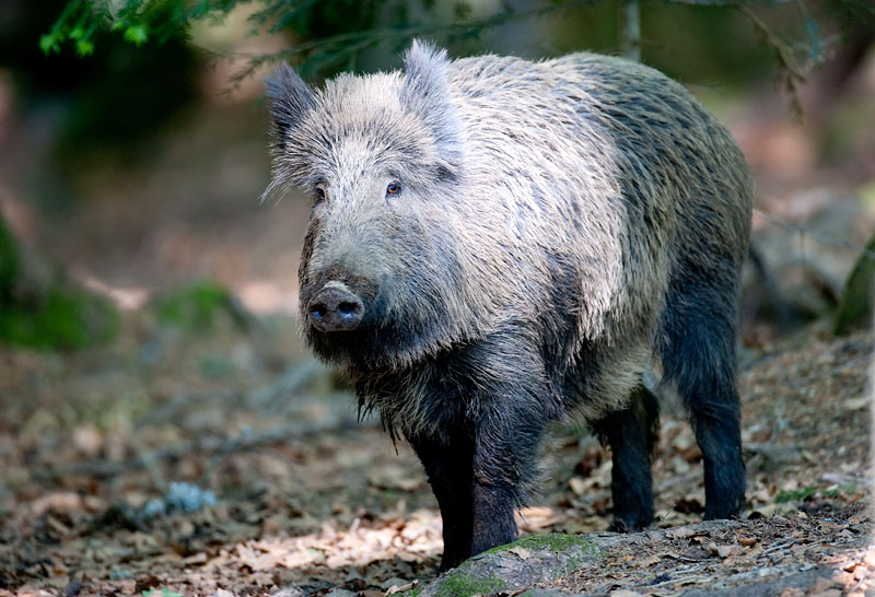 wildschwein230509-5.jpg