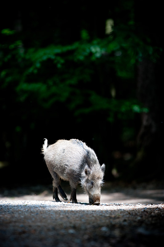 wildschwein250509-2.jpg