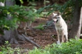 wolf220509-1