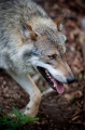 wolf220509-2