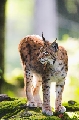 Luchs