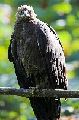 Schreiadler