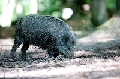 Wildschwein
