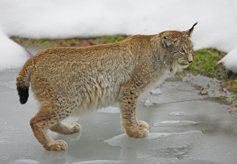 luchs010207-17.jpg