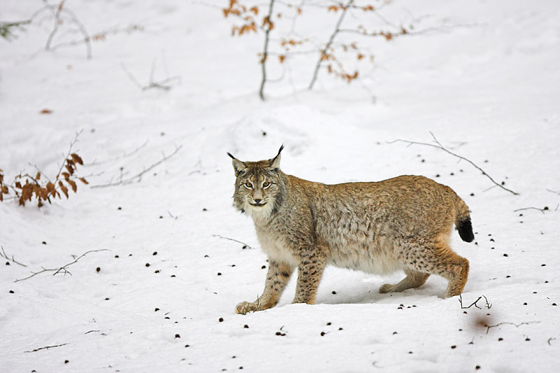 luchs010207-18.jpg