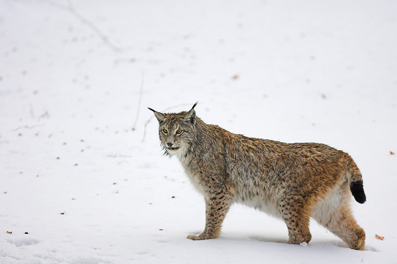 luchs010207-20.jpg