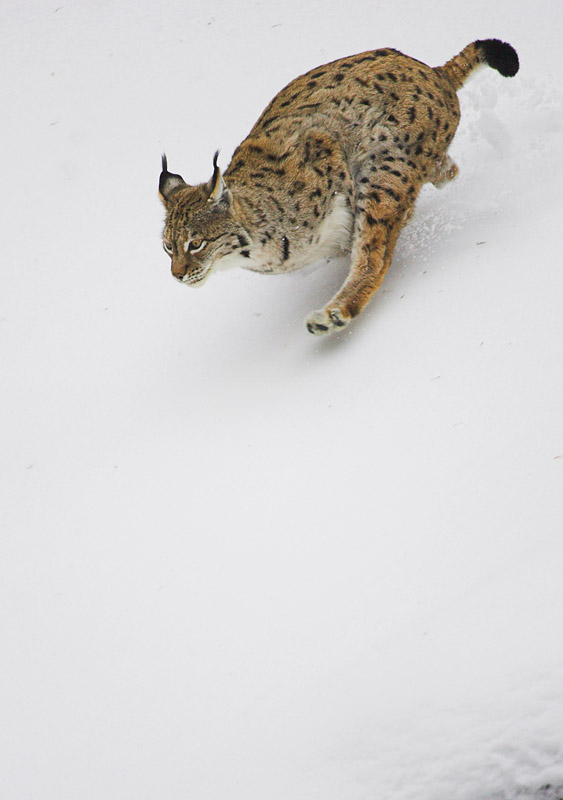 luchs010207-5.jpg
