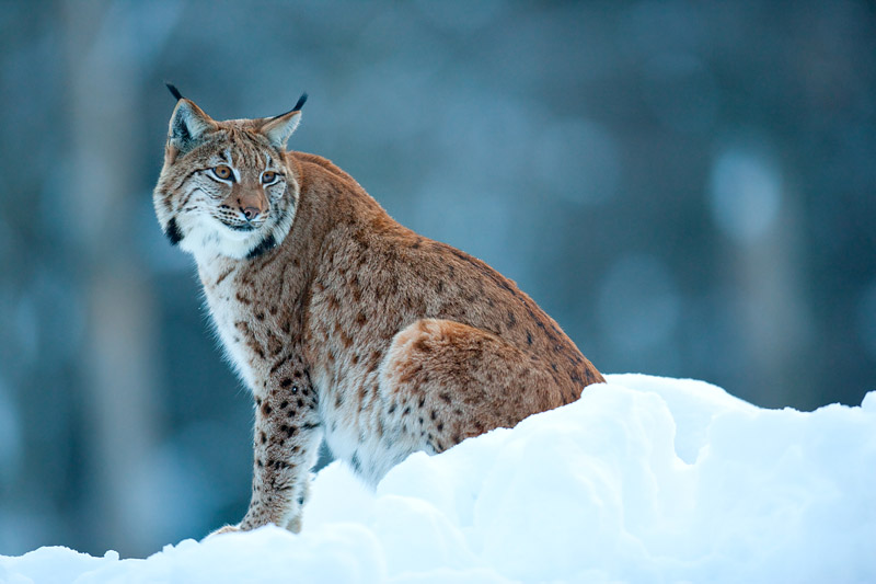 luchs090210-7.jpg