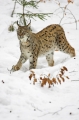 luchs010207-12