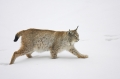 luchs010207-15