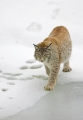 luchs010207-16