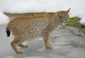 luchs010207-17