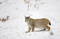 luchs010207-18