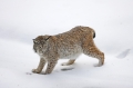 luchs010207-19