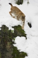 luchs010207-2