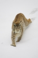 luchs010207-7