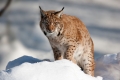 luchs090210-14