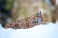 luchs090210-5