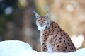 luchs090210-6