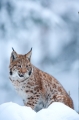 luchs100210-2