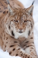 luchs100210-9