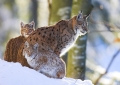 luchs291107-9