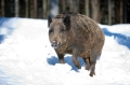 wildschwein080210-1