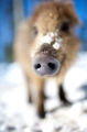 wildschwein080210-4