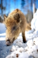 wildschwein080210-7