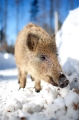 wildschwein080210-8
