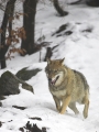 wolf010207-24