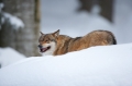 wolf130210-3