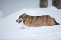 wolf130210-6
