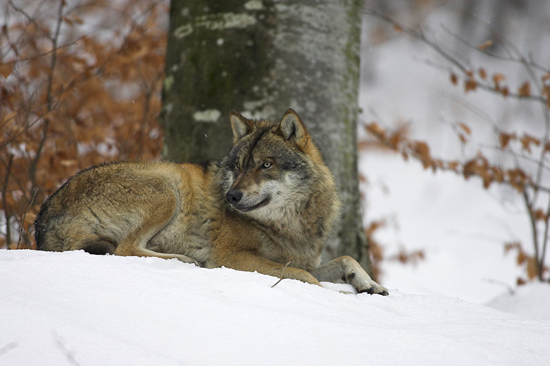 wolf010207-13.jpg