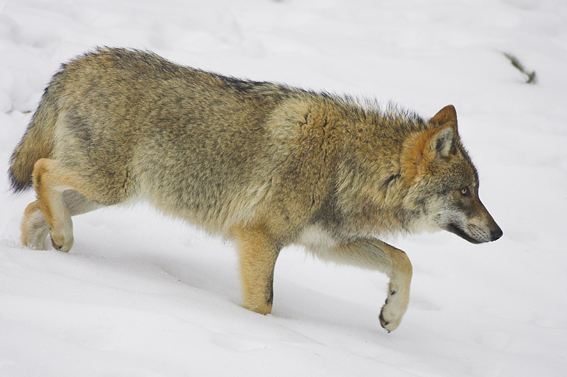 wolf010207-15.jpg
