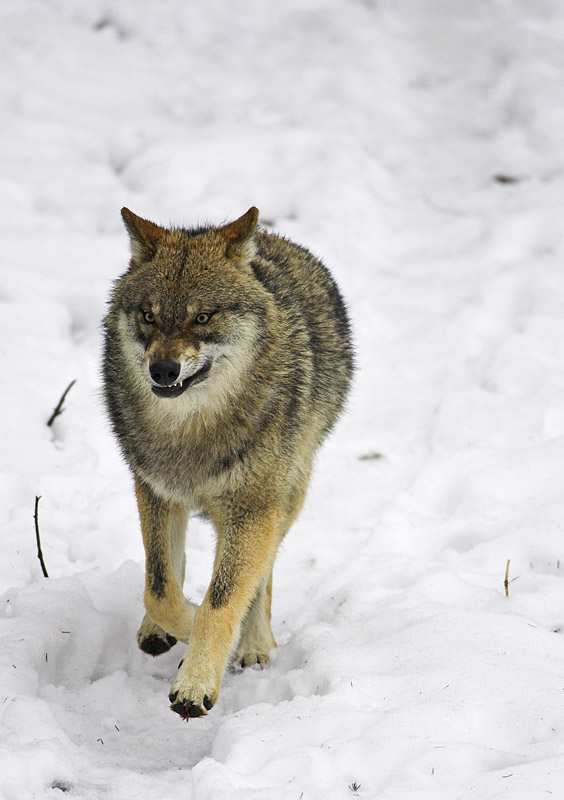 wolf010207-16.jpg
