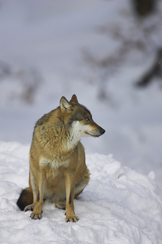wolf010207-21.jpg