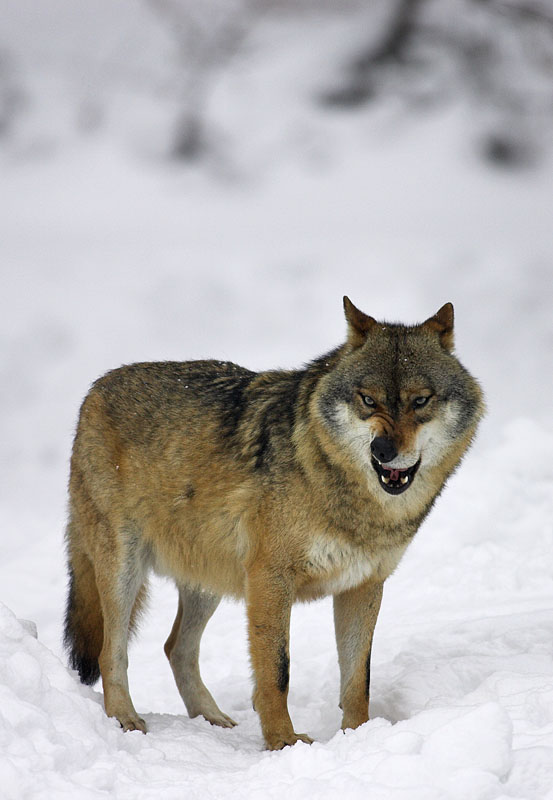wolf010207-5.jpg