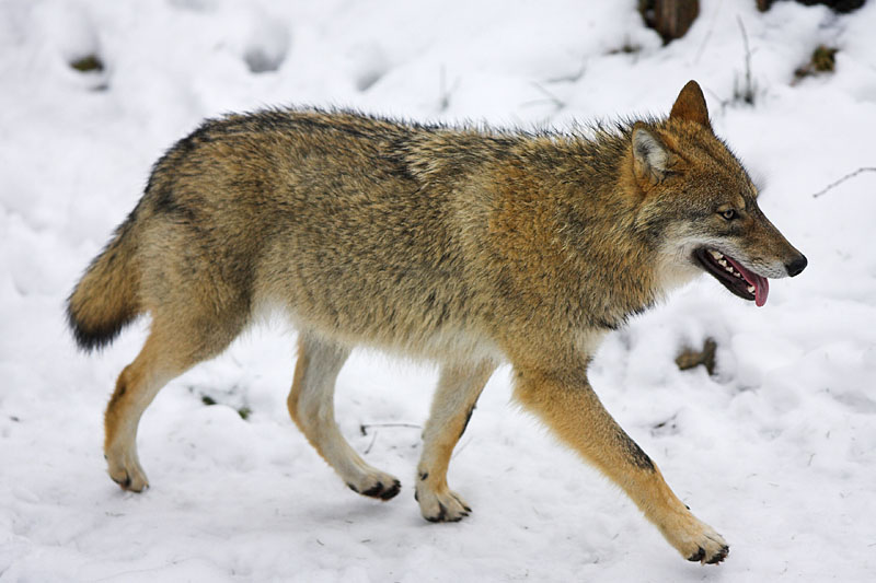 wolf010207-8.jpg