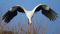storch
