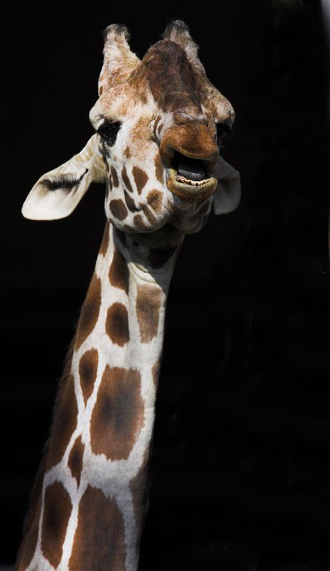 giraffe090207-4.jpg