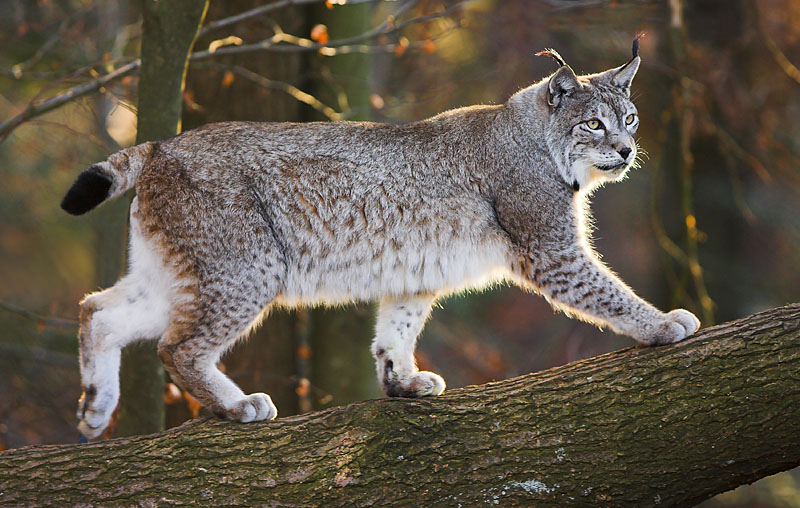 luchs130107-1.jpg