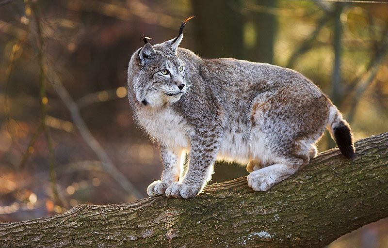 luchs140107-2.jpg